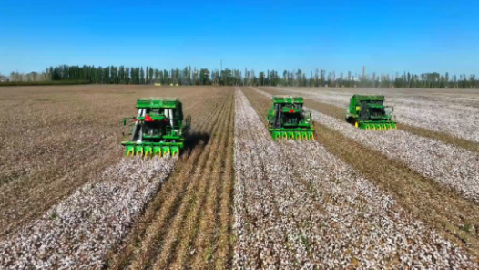 根土生花：一位棉花育种家的“中国棉”幸福故事