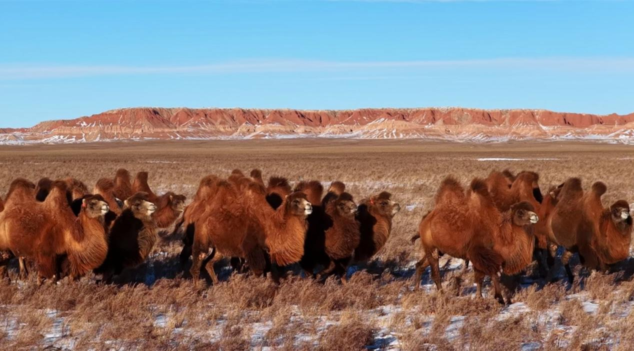 大红山下的驼群