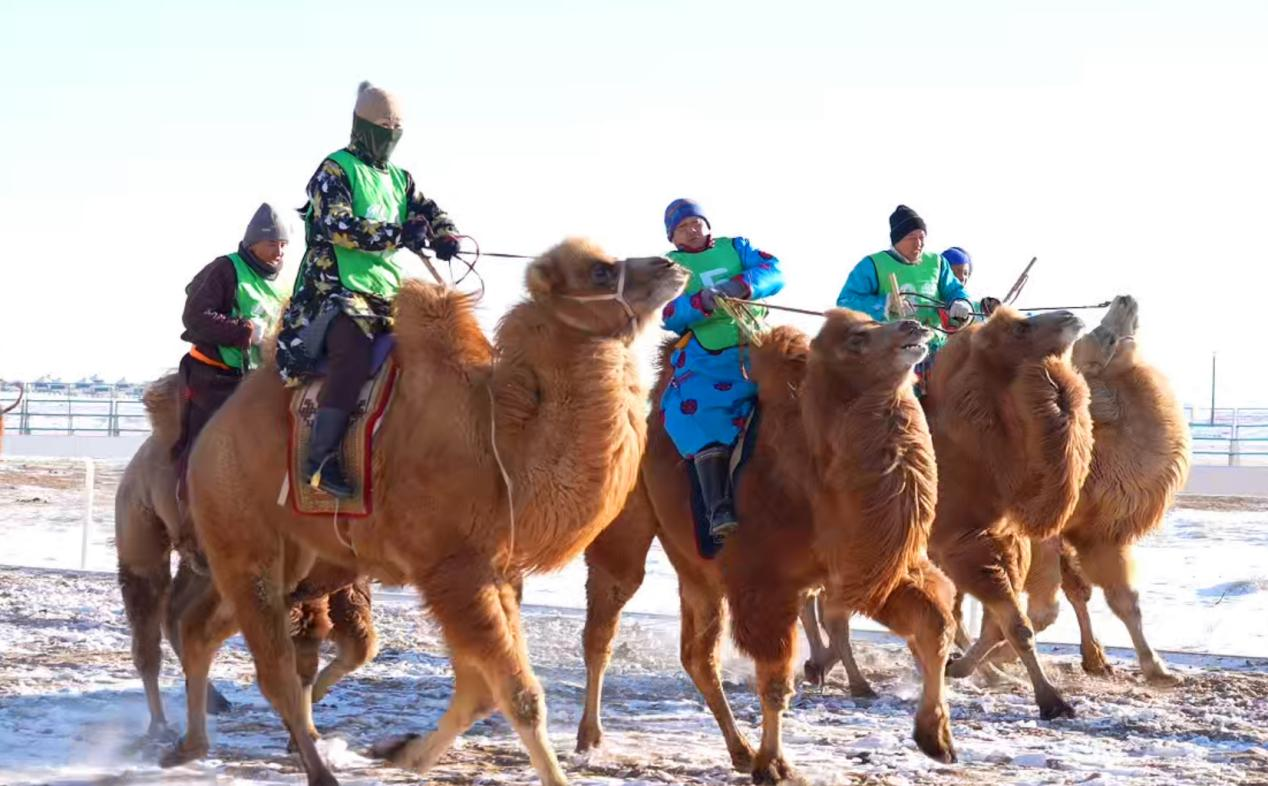 赛驼比赛现场