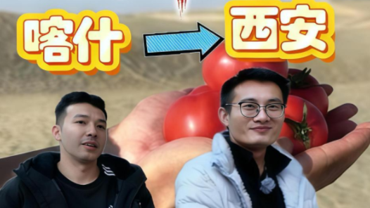 新春走基层｜喀什“新农人”：我带沙漠番茄闯市场