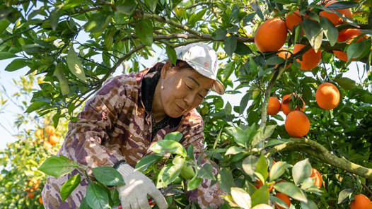 新春走基层·十村十年看长江之变｜湖北公安长江村：共治共享点亮村容村貌