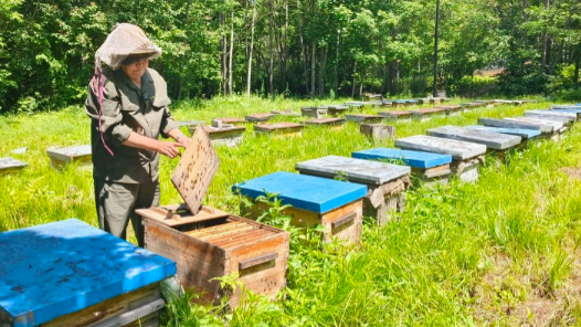 30载林海坚守，初心映绿山河