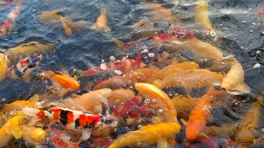 新春走基层·驻村调研看产业｜东北小村的观赏鱼“游”向全国啦！