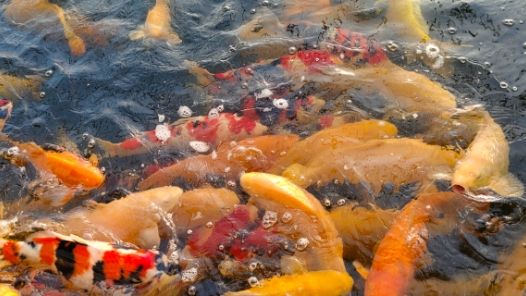 新春走基层·驻村调研看产业丨东北小村观赏鱼“游”向全国