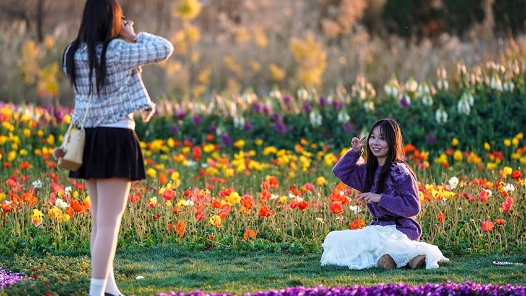 新春走基层｜“春城”赏花正当时 多彩“颜值”变产值