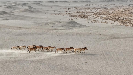 新春走基层｜在大漠戈壁，追踪普氏野马