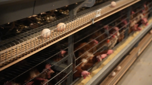 新春走基层｜探访重庆“数字鸡舍”：12万只鸡如何在线“生产”春节鲜蛋？