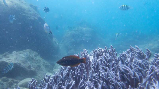 新春走基层｜小伙海底种珊瑚