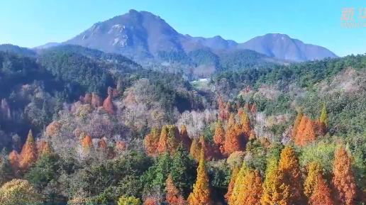 新春走基层｜鸟鸣声映照绿水青山