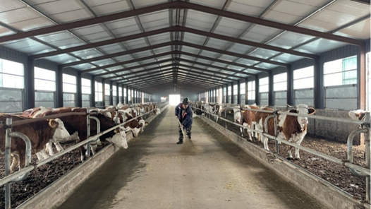 新春走基层｜养牛户新年盼牛市