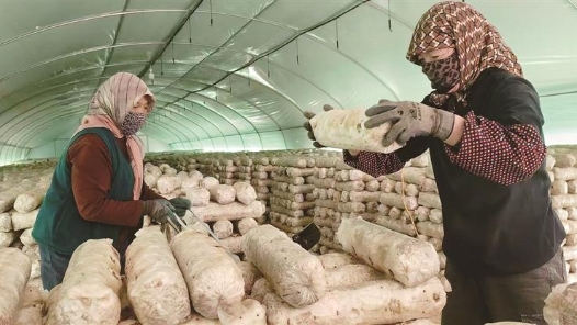 新春走基层·走进西海固｜新民村：山海情续写新篇章