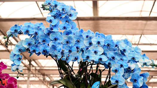 新春走基层｜年宵花开，日子更红火