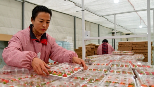 新春走基层·建设宜居宜业和美乡村丨草莓产业拓宽增收路