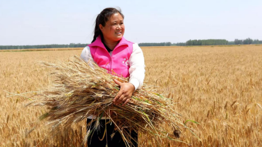 陈爱华：用实干与创新托起乡村振兴“粮袋子”
