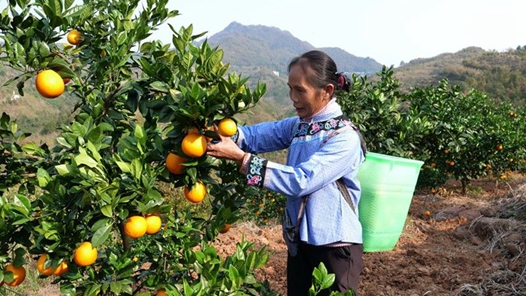 新春走基层｜绿色电能点亮好日子