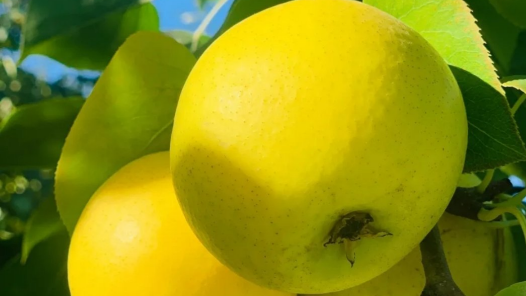 食愈24节气｜梨香沁心脾 清润养气机