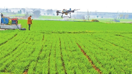 春管正当时｜返青期，咋春管？ “郭小麦”支招了！