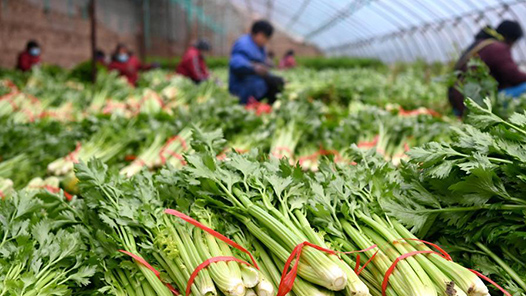 农业农村部部长韩俊：消费者不仅要吃饱，更要吃好