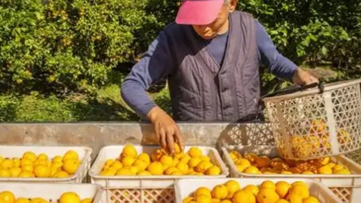 从一季鲜到四季甜 浙江乡野闯出甜蜜“橘”面
