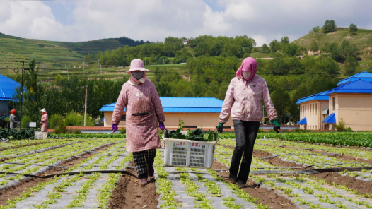 王国栋代表：冷凉蔬菜从2500米海拔“跨越”2000公里端上大湾区餐桌
