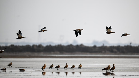 两会新华社快讯：十四届全国人大四次会议表决通过了生态环境法典