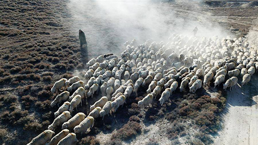生态环境部部长黄润秋：青藏高原再现“万羊齐奔”景象