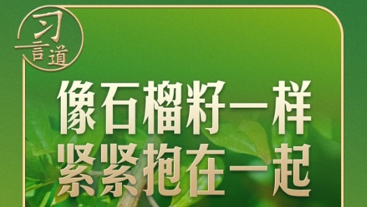 习言道｜“石榴籽”之喻，有了坚实的法治保障