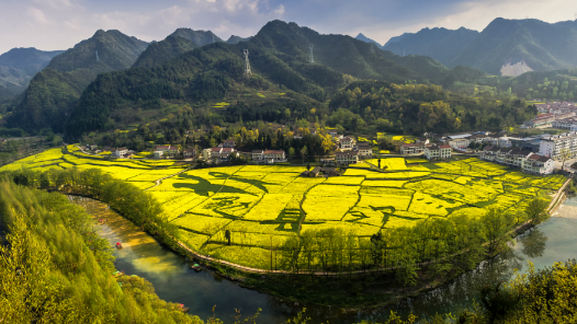 陕西汉中邀客赏油菜花海