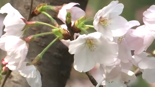 各地抢抓“春日经济”流量红利 “赏花热”扮靓乡村助农增收