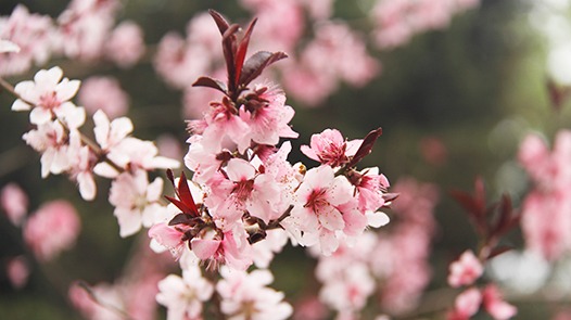 “坐火车”“打飞的”开启春日赏花之旅