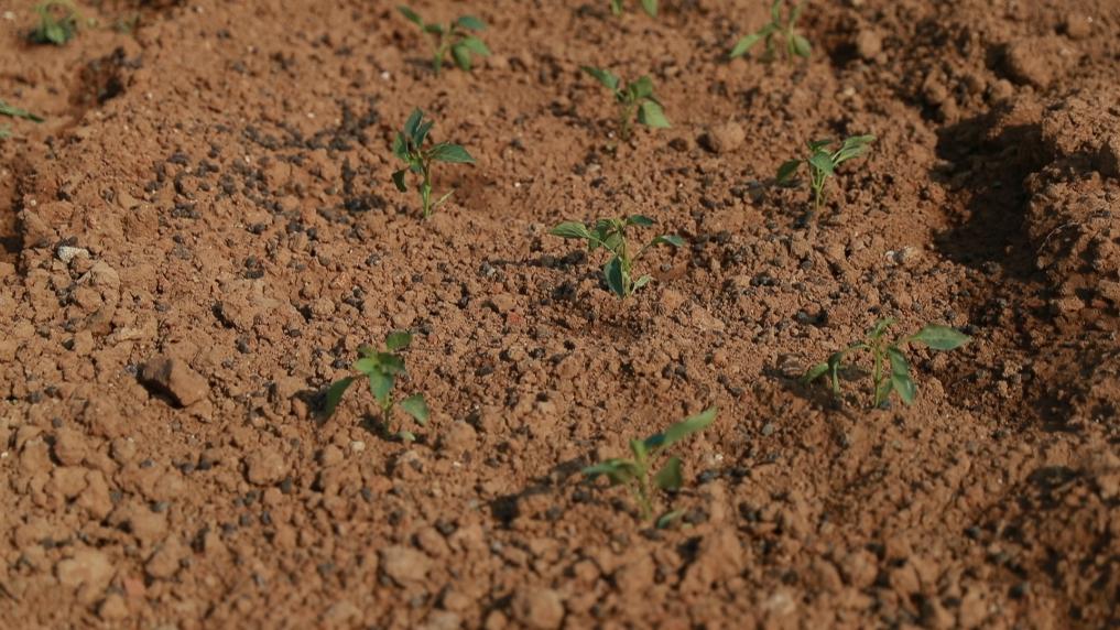 20260324f5cb28c1dfd7452ab2fbeeec994ab177_2b1a4a227af8437881092b147332c7a7