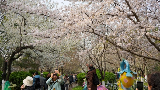 济南：樱花盛开赏花热