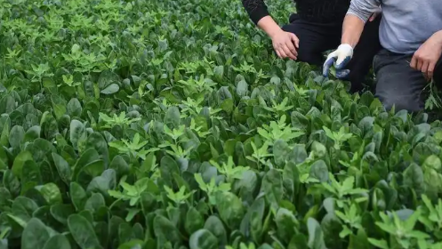 山东烟台光山工友创业园“慧·比拼”劳动竞赛菠菜种植管护专项竞赛举办