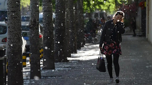 焦点访谈｜花粉过敏成“隐形烦恼”，如何应对？一文了解