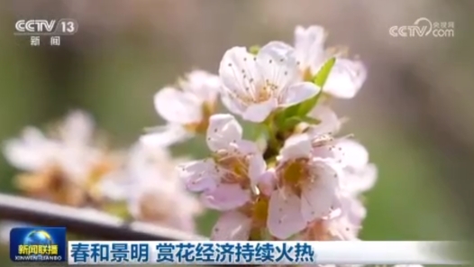 春和景明 赏花经济持续火热