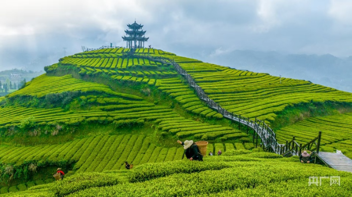 bdf4e5b554c38177478766692228948910