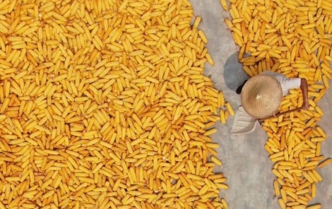 美以伊战事冲击全球粮食安全