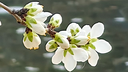 “借”一场花开 确认春天来了