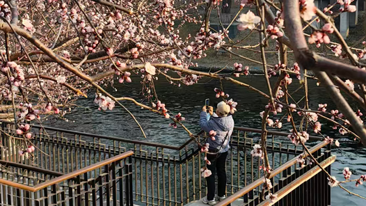 冰凌花开净月潭