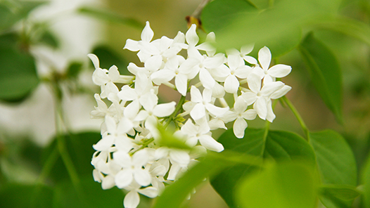 河南洛阳市孟津区：一路繁花“簇”共富