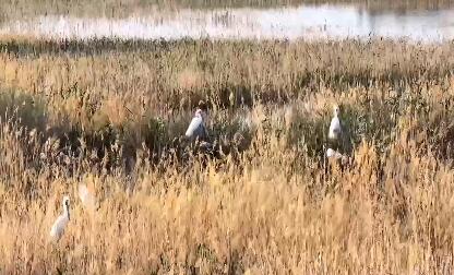 候鸟欢歌 藏蓝相伴 黑龙江伊春创新生态警务护航候鸟北归