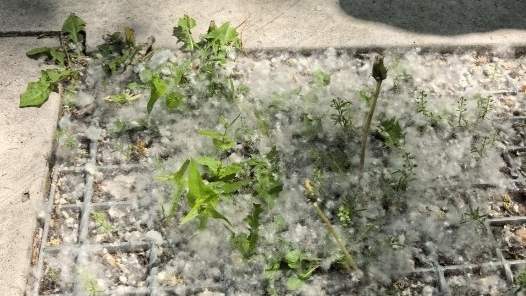 2026河南杨柳絮飘飞预警地图发布