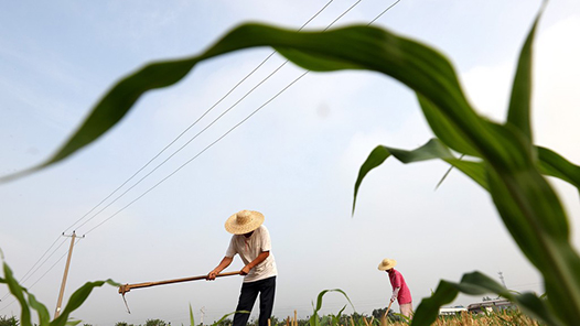 新疆沙雅县：孜然玉米“手拉手”促增收