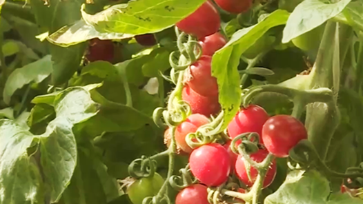河南南乐：西红柿变成“金果果”