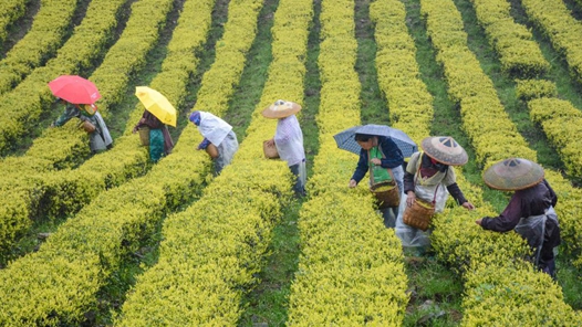 一家茶企的“未来已来”