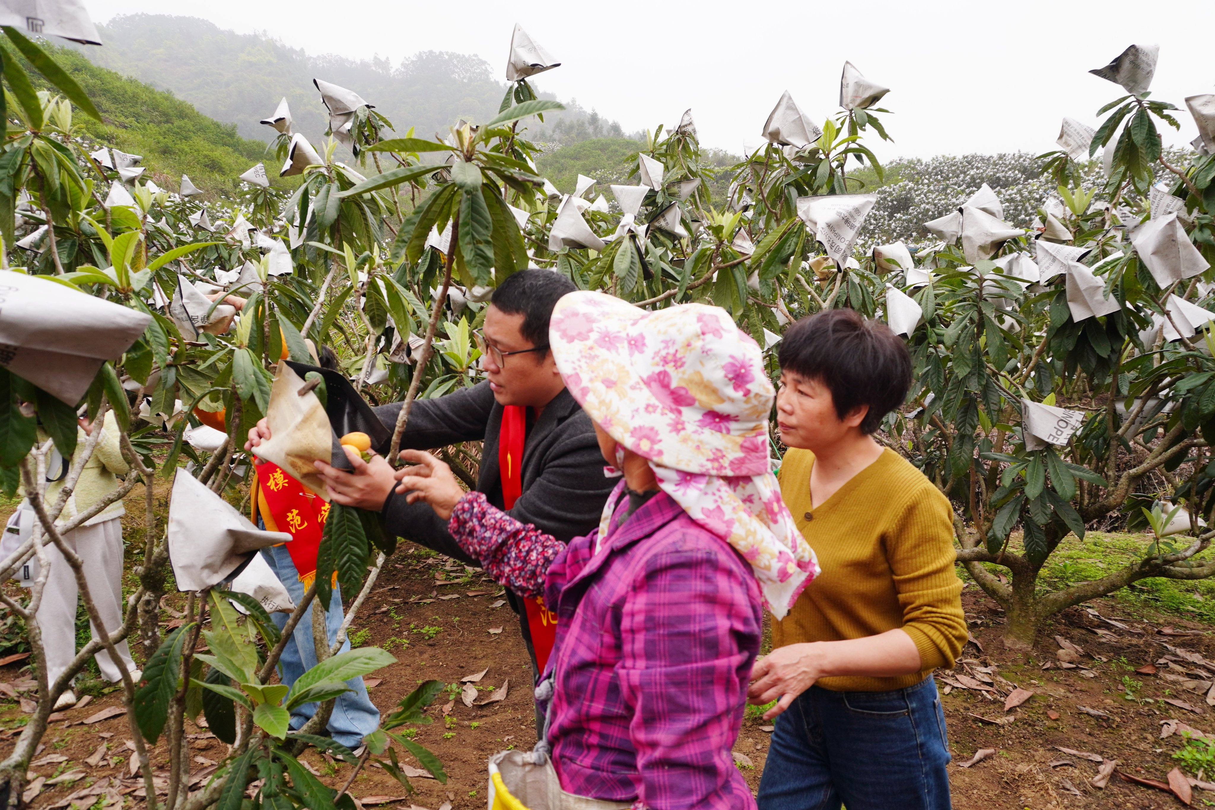 劳模现场为果农开展采摘技术实操培训