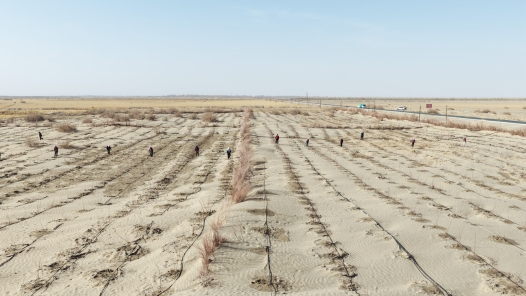 一米见方的生命之穴：甘肃瓜州把树苗种进风沙口