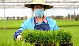 “技术大篷车”开进田间 “直供大集”搭到家门