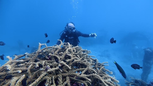 世界地球日，看他如何在海底“造林”