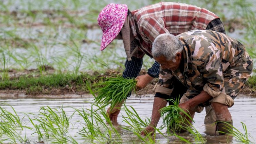 福建连江：早稻插秧正当时